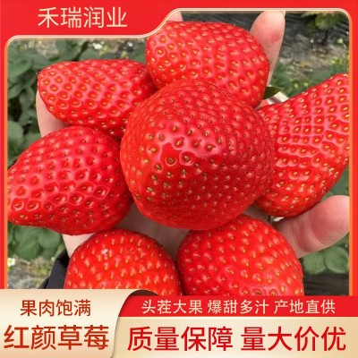 顺丰红颜草莓应季水果 新鲜草莓现摘现发 九九红颜奶油草莓图2