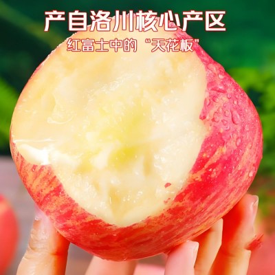 正宗陕西洛川红富士苹果脆甜糖心果（产地直发）2024新果尝鲜季图3