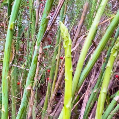 美国UC800芦笋种子早熟四季绿芦笋高产盆栽秋冬多年生特色芦笋种图3