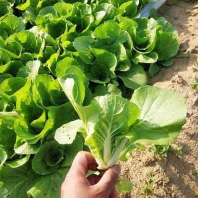 速生快菜种子20天小白菜春夏秋四季播阳台蔬菜籽耐热早熟蔬菜种孑图3
