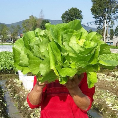 速生快菜种子20天小白菜春夏秋四季播阳台蔬菜籽耐热早熟蔬菜种孑图2