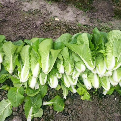 速生快菜种子20天小白菜春夏秋四季播阳台蔬菜籽耐热早熟蔬菜种孑图4