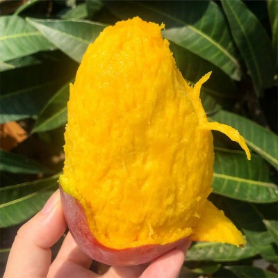 海南贵妃芒 代发3/9斤当季红金龙甜糯芒果新鲜水果非台农凯特芒图2