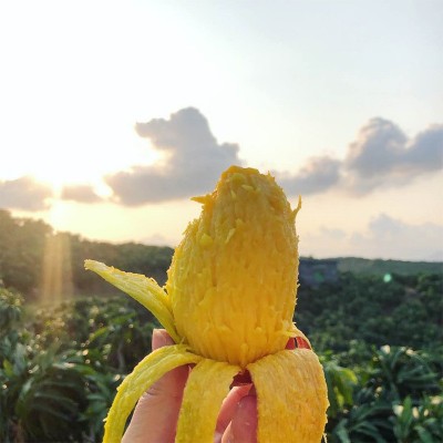 海南贵妃芒 代发3/9斤当季红金龙甜糯芒果新鲜水果非台农凯特芒图3