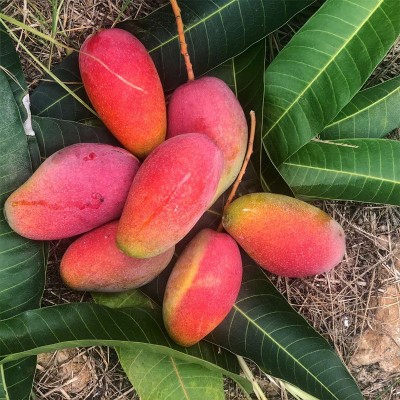 海南贵妃芒 代发3/9斤当季红金龙甜糯芒果新鲜水果非台农凯特芒图4