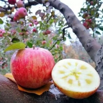 新疆阿克苏冰糖心苹果产地直发新鲜水果现摘现发整箱批发顺丰包邮图2