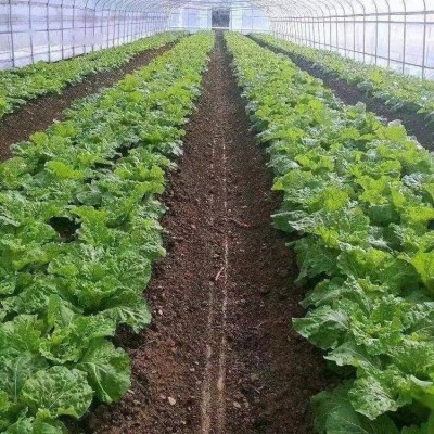 尿素批发农用化肥钾肥磷肥氮肥复合肥有机肥厂家直销瓜果蔬菜图4