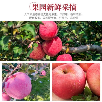 【淡雪条纹】正宗烟台苹果栖霞红富士脆甜新鲜水果整箱产地直发图3