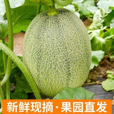 批发山东西州蜜瓜哈密瓜新鲜水果网纹瓜香瓜整箱10斤包邮脆甜5图4