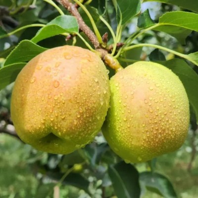 新疆库尔勒香梨 应季水果 新鲜果香 脆甜可口 汁水充足 皮薄肉厚图3