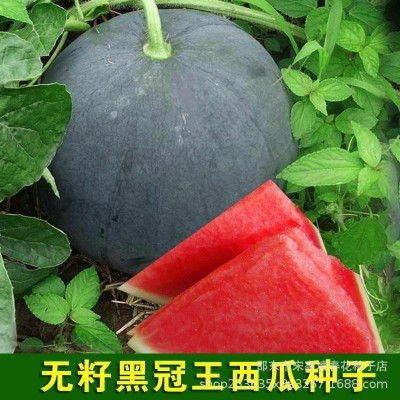 无籽黑冠王西瓜黑皮圆西瓜种子大果型春秋四季露天大棚水果籽图3