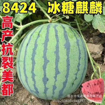 早佳8424西瓜种子冰糖薄皮麒麟王西瓜种籽春夏播西瓜种子图3