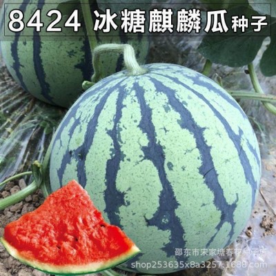 早佳8424西瓜种子冰糖薄皮麒麟王西瓜种籽春夏播西瓜种子图2