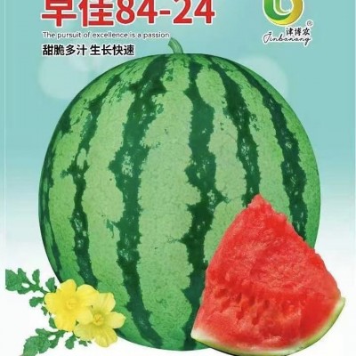 早佳8424西瓜种子冰糖薄皮麒麟王西瓜种籽春夏播西瓜种子图4