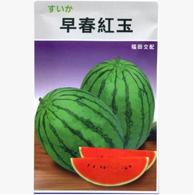 日本福田 早春红玉西瓜种子 礼品小西瓜 早熟丰产 春播蔬菜图2