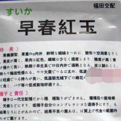 日本福田 早春红玉西瓜种子 礼品小西瓜 早熟丰产 春播蔬菜图5