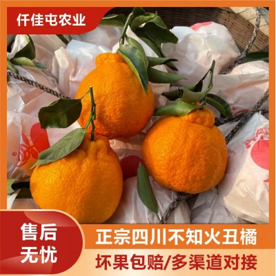 四川正宗不知火丑橘热卖丑柑橘新鲜当季水果丑桔粑粑柑批发现摘图3