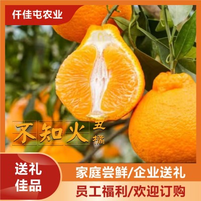 四川正宗不知火丑橘热卖丑柑橘新鲜当季水果丑桔粑粑柑批发现摘图2