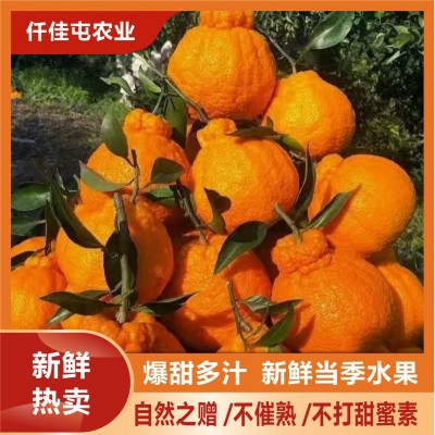 四川正宗不知火丑橘热卖丑柑橘新鲜当季水果丑桔粑粑柑批发现摘图4