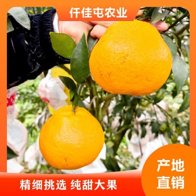 四川现摘耙耙柑水果产地直发正宗酸甜春见当季新鲜皮薄丑八怪橘子图2