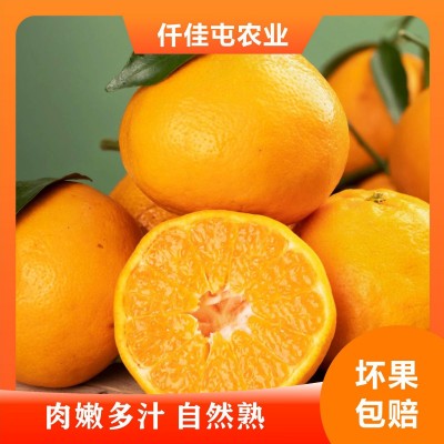 四川现摘耙耙柑水果产地直发正宗酸甜春见当季新鲜皮薄丑八怪橘子图4