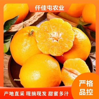 四川现摘耙耙柑水果产地直发正宗酸甜春见当季新鲜皮薄丑八怪橘子图3