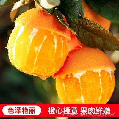 秭归伦晚春橙时令脐橙当季大果新鲜橙子手剥甜橙一件代发整车批发图3