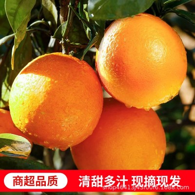 秭归伦晚春橙时令脐橙当季大果新鲜橙子手剥甜橙一件代发整车批发图2