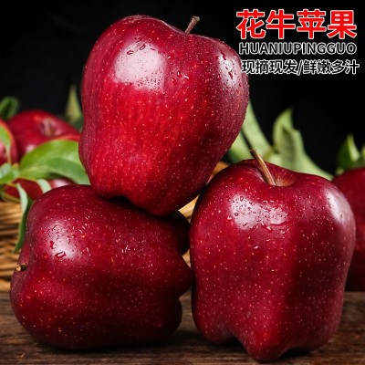 2024正宗甘肃天水花牛苹果新鲜水果当季整箱红蛇粉面平果糖心丑果图2