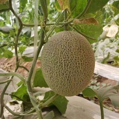 正宗新疆吐鲁番哈密瓜10斤网纹瓜新鲜当季水果甜瓜香瓜蜜瓜西州蜜图4