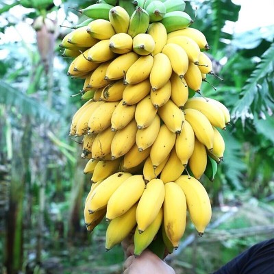 广西小米蕉当季水果新鲜9斤自然熟banana整箱苹果蕉香蕉芭蕉包邮图3