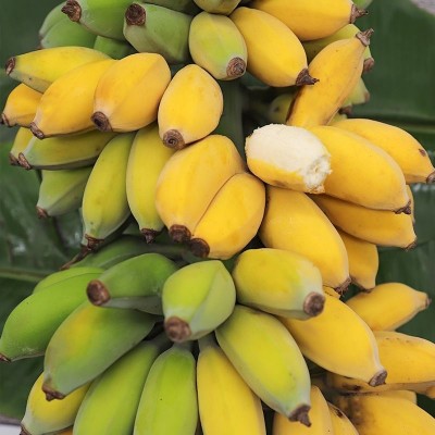 广西小米蕉当季水果新鲜9斤自然熟banana整箱苹果蕉香蕉芭蕉包邮图2