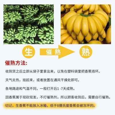 正宗广西小米蕉香蕉9斤新鲜水果整箱当季鲜苹果蕉自然熟粉蕉包邮图4