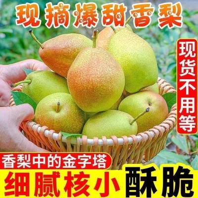 正宗红香酥梨香甜可口新鲜应季梨子水果整箱包邮图2