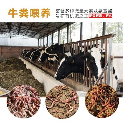 蚯蚓粪牛粪喂养有机肥花卉生物用肥多肉大棚养花土种菜蚯蚓粪图3