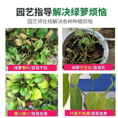 绿萝专用肥肥料花肥有机肥开花生根缓释颗粒肥花卉绿植物营养肥料图4