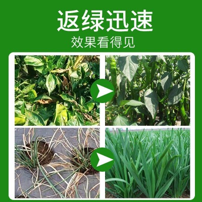 厂家现货瓜果蔬菜水稻玉米小叶黄叶返绿增产氨基酸水溶肥叶面肥图2