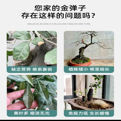 盆景专用肥料缓释肥黑松真柏榆树金弹子盆栽多肉花卉通用有机肥图3