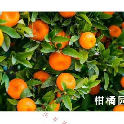绿野杰达 41%草甘膦异丙胺盐 灭生性除草剂草甘磷 除草剂 200g图3