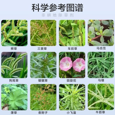 10%精草铵膦果园林茶园荒地杂草牛筋草小飞蓬不伤根系强力除草剂图4