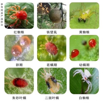 红蜘蛛阿维哒螨灵小麦杀虫剂阿维哒螨灵杀虫剂蔬菜果树杀螨剂图4