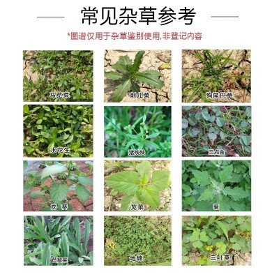 95%草甘膦除草剂草甘磷除草烂根剂正品强力除杂草一扫光农药图3