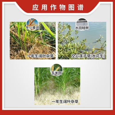 科迪华陶氏益农 使它隆氯氟吡氧乙酸玉米田杂草史它隆史太隆除草图3