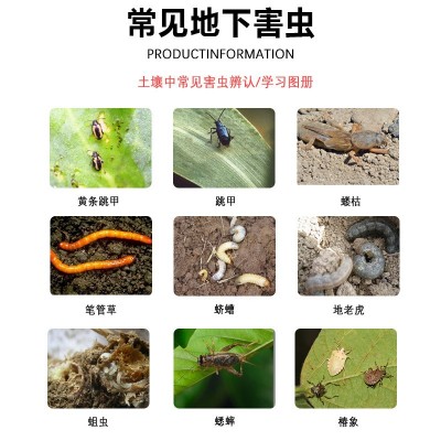 【整件批发】1%联苯噻虫胺撒施型防虫颗粒剂蔬菜地上地下害虫杀虫图1