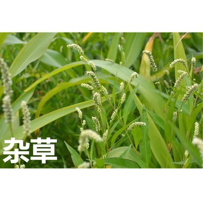 绿霸新锄头 20%敌草快油菜田阔叶杂草一年生禾本科杂草农药除草剂图4