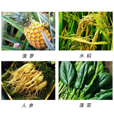 上海同瑞赤霉素920生长调节剂上海十八厂3%乳油赤霉酸25ml100ml图3